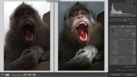 Онлайн-курс Обработка фотографий в Lightroom