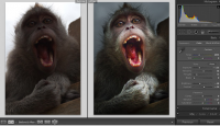 Онлайн-курс Обработка фотографий в Lightroom